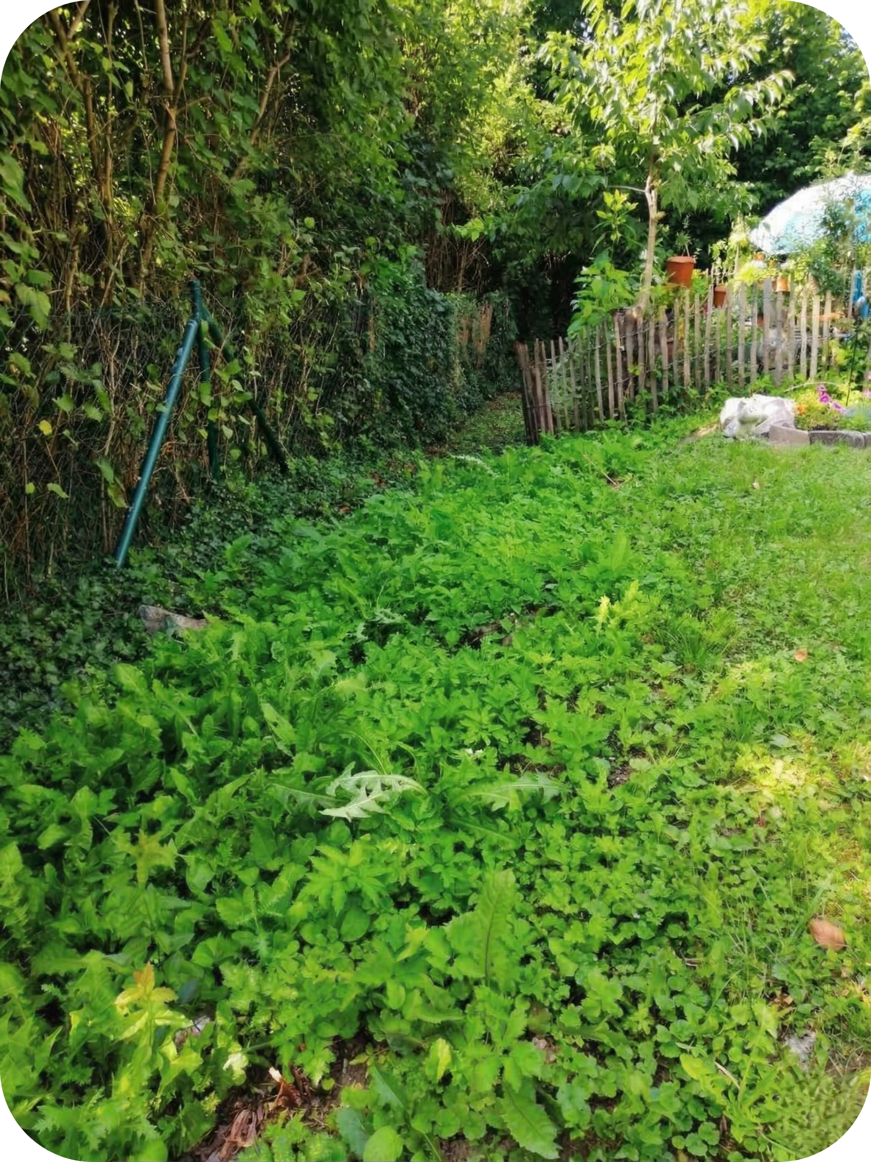 Wenige, nass-glänzende Pflanzen und Herbstlaub